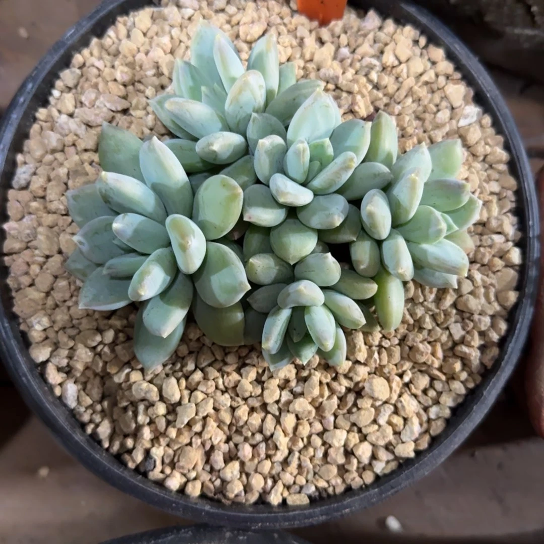 索菲亚美人11111111111111