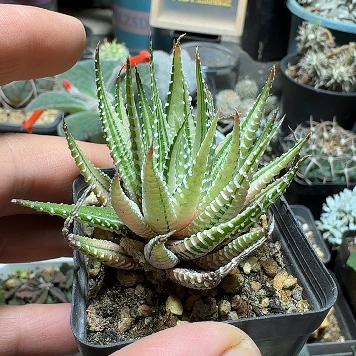 你***人483白帝脱土发货自根