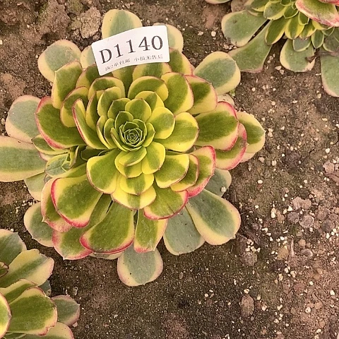 1140水中月多肉法师