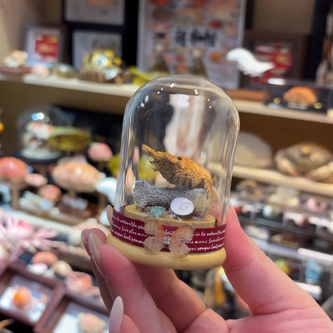 真实迷你玉蟹标本