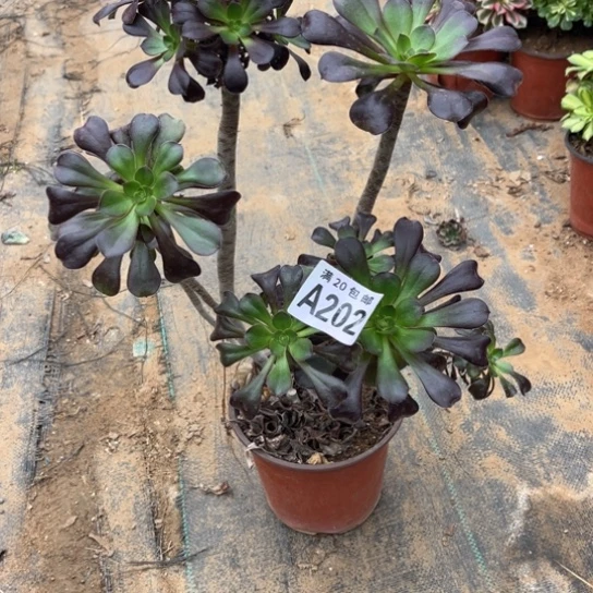 202黑元叶不包断枝