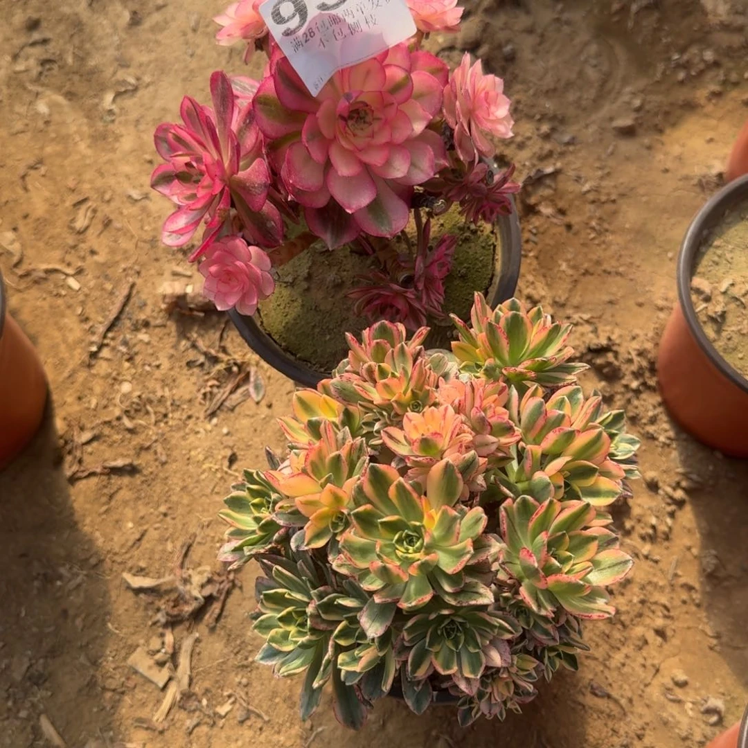 嗯*嗯954号2颗甜茶清城不包损