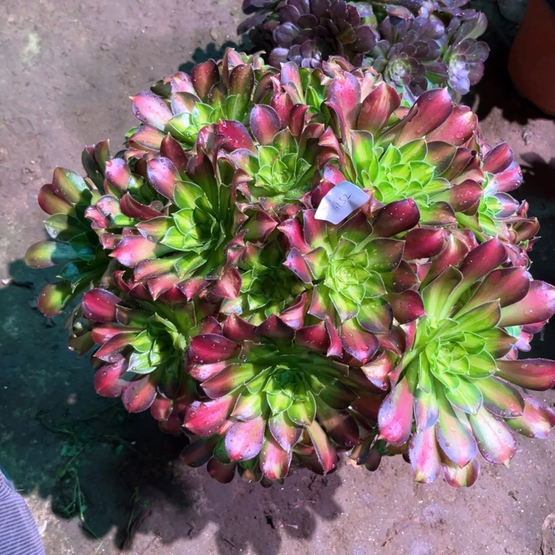 多肉植物韶华1152