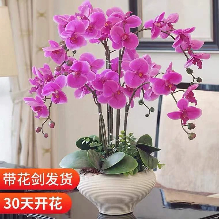 蝴蝶兰花卉盆栽四季花卉花苞植物带常年开花不断室内花卉绿植易活