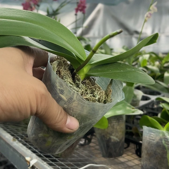 当前无花栽培后可以开花豆蔻年华