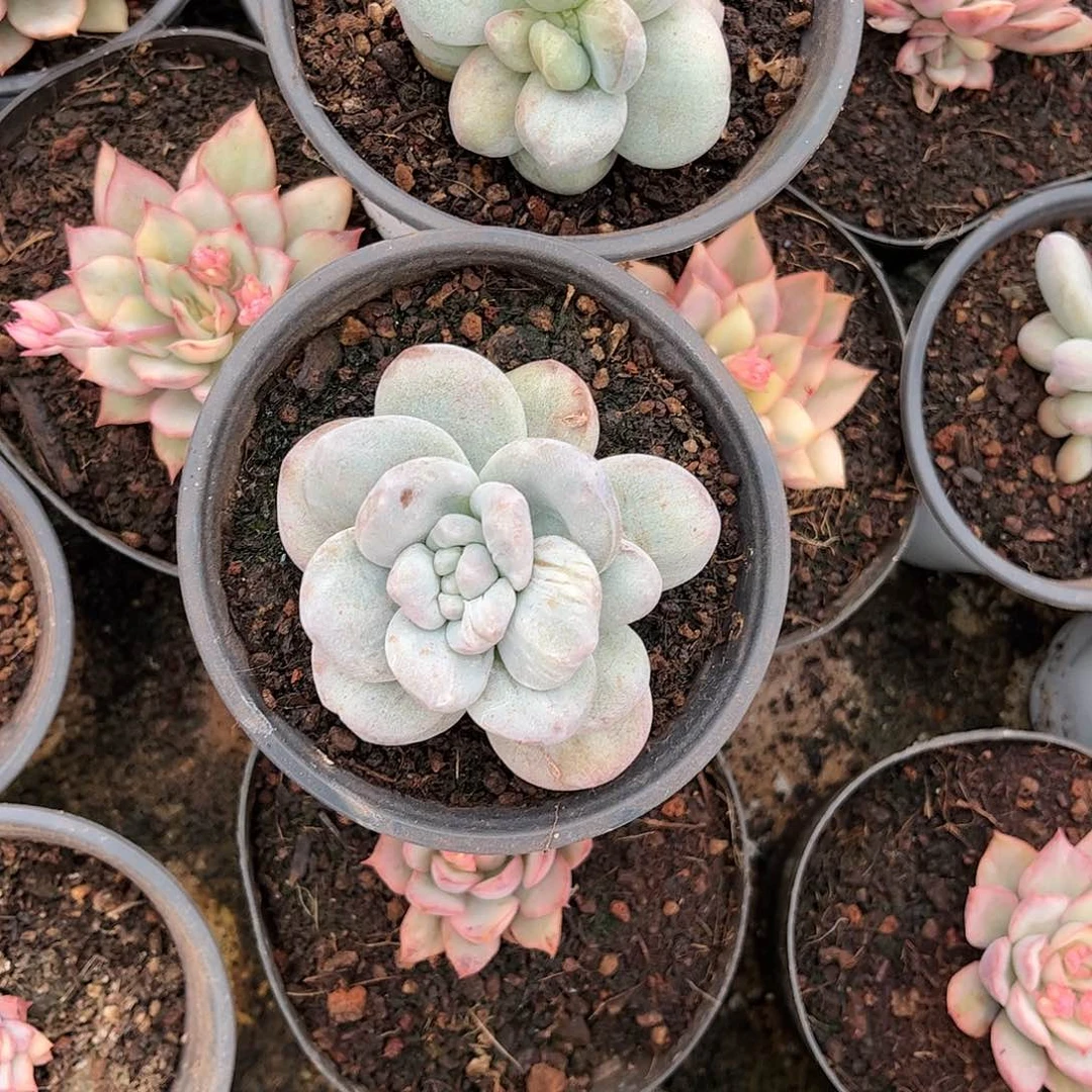 *️*寄养链接的肉肉的