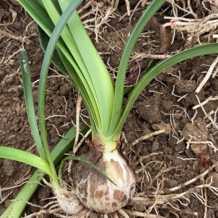 无花朵安吉拉2号包对版