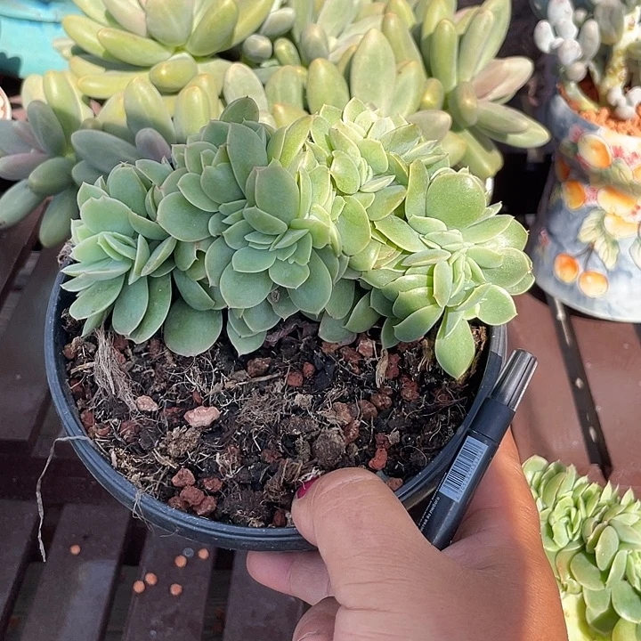 星娜塔缀化多肉植物
