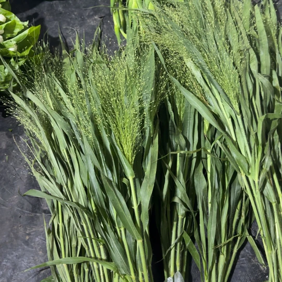 喷泉草2扎包邮秒杀