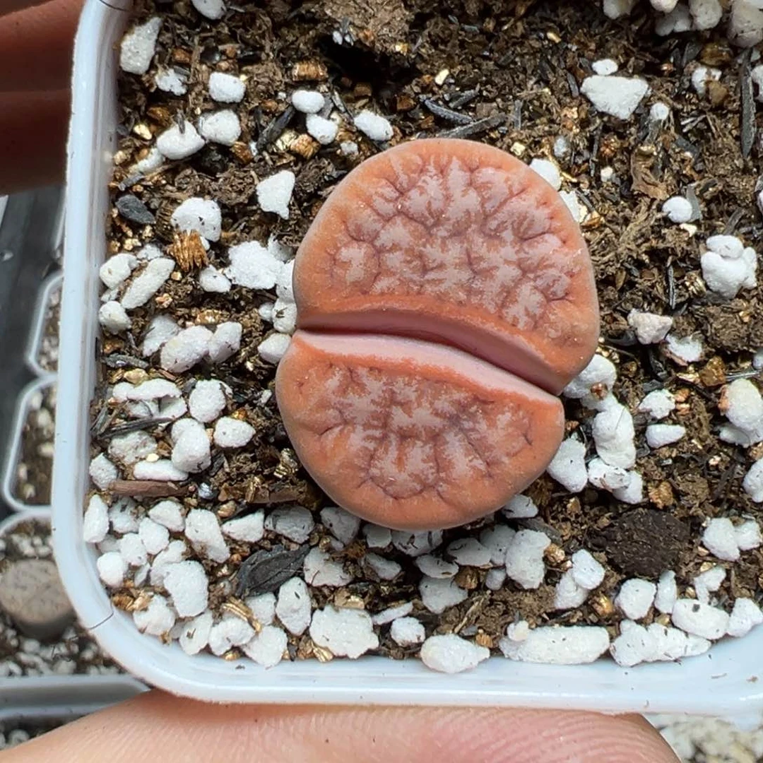 【闪购商品】天**猫1063……