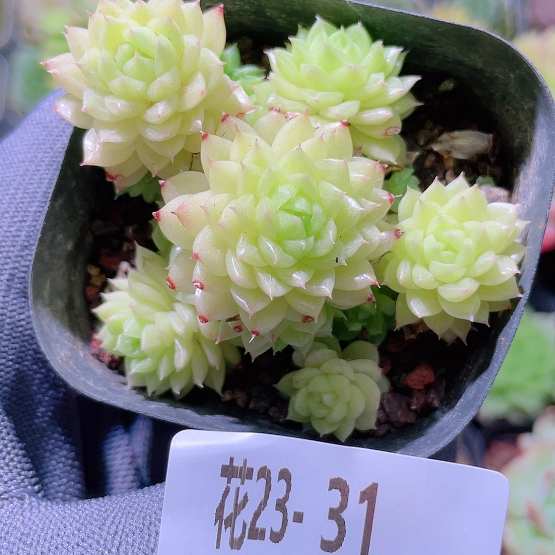 花利美23-31麦秆群