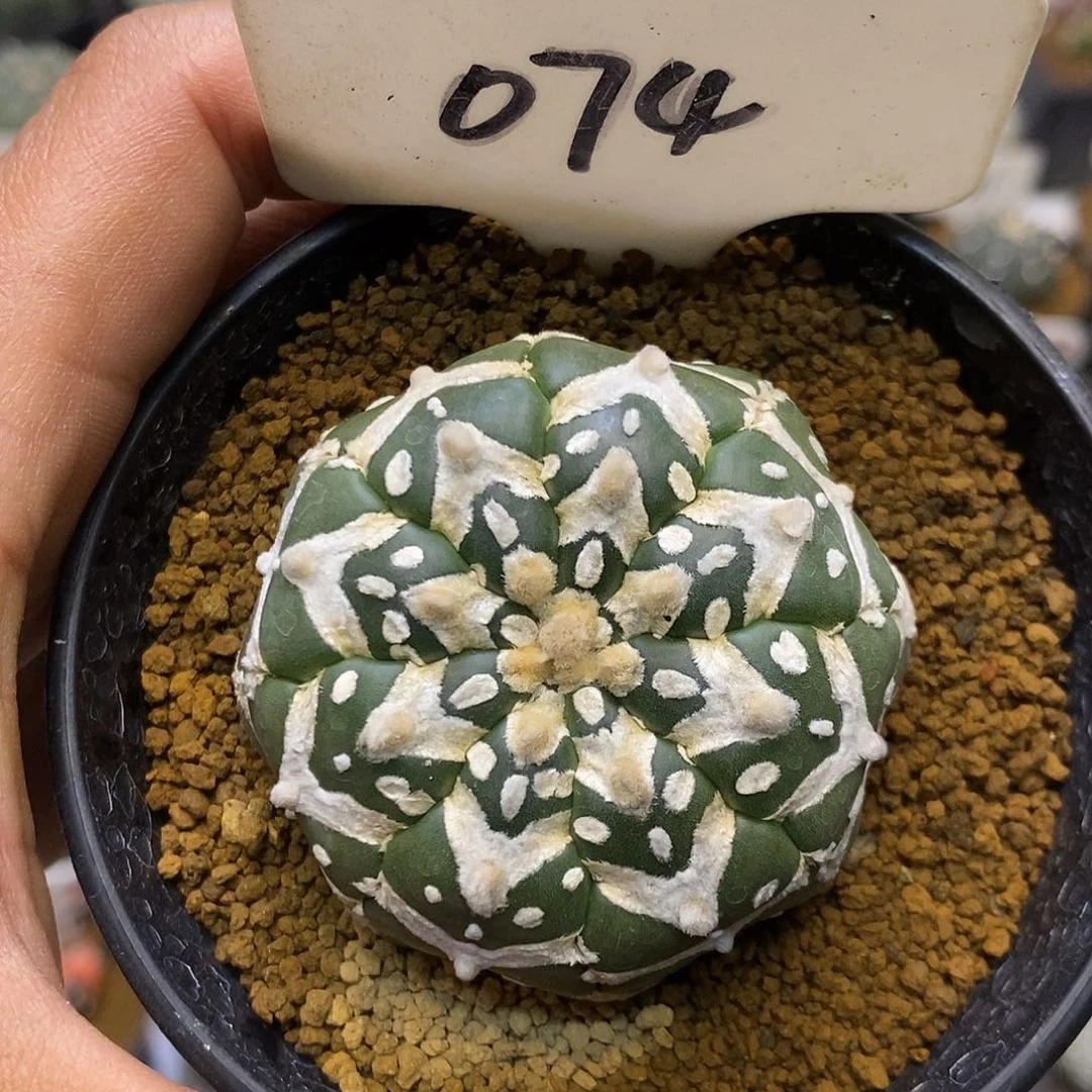 074琉璃v福利特价来了