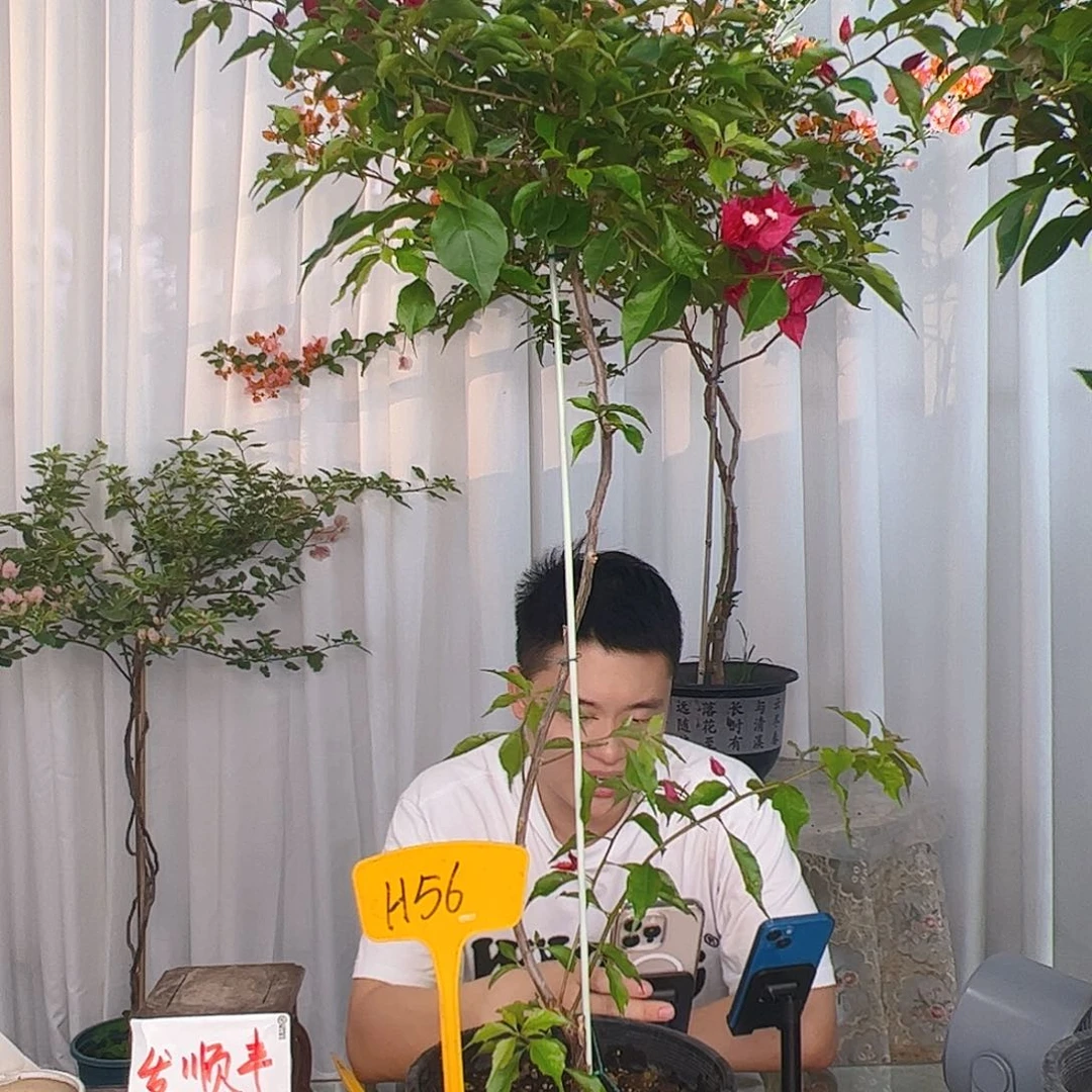 当前无花栽培后可以开花用****1紫红桑巴H56