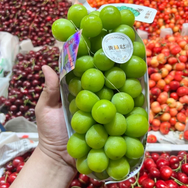 云南【青藤社*阳光玫瑰】顶级葡萄空运香甜可口（约60元一斤）云南省