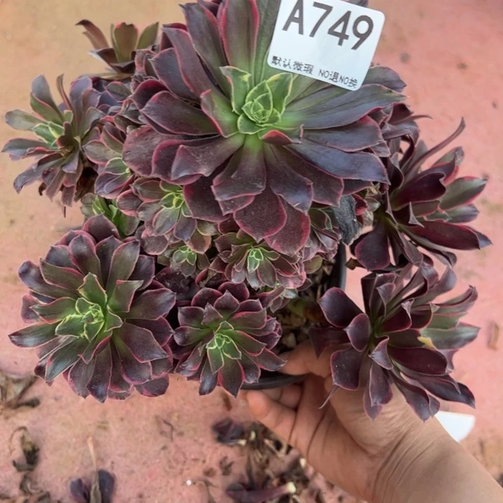 金丝雀多肉植物749.