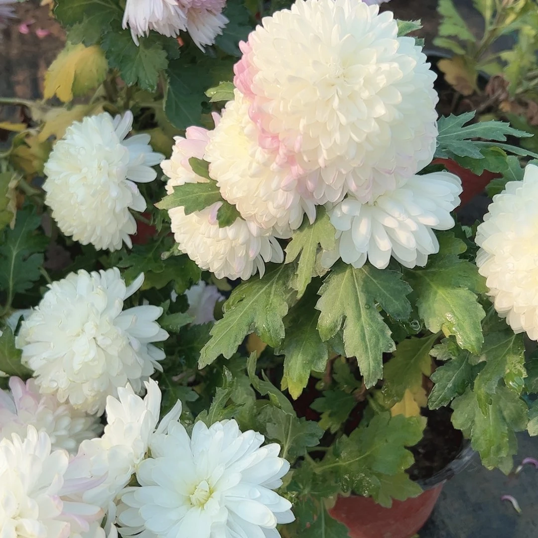 完全开放白天赞土球发