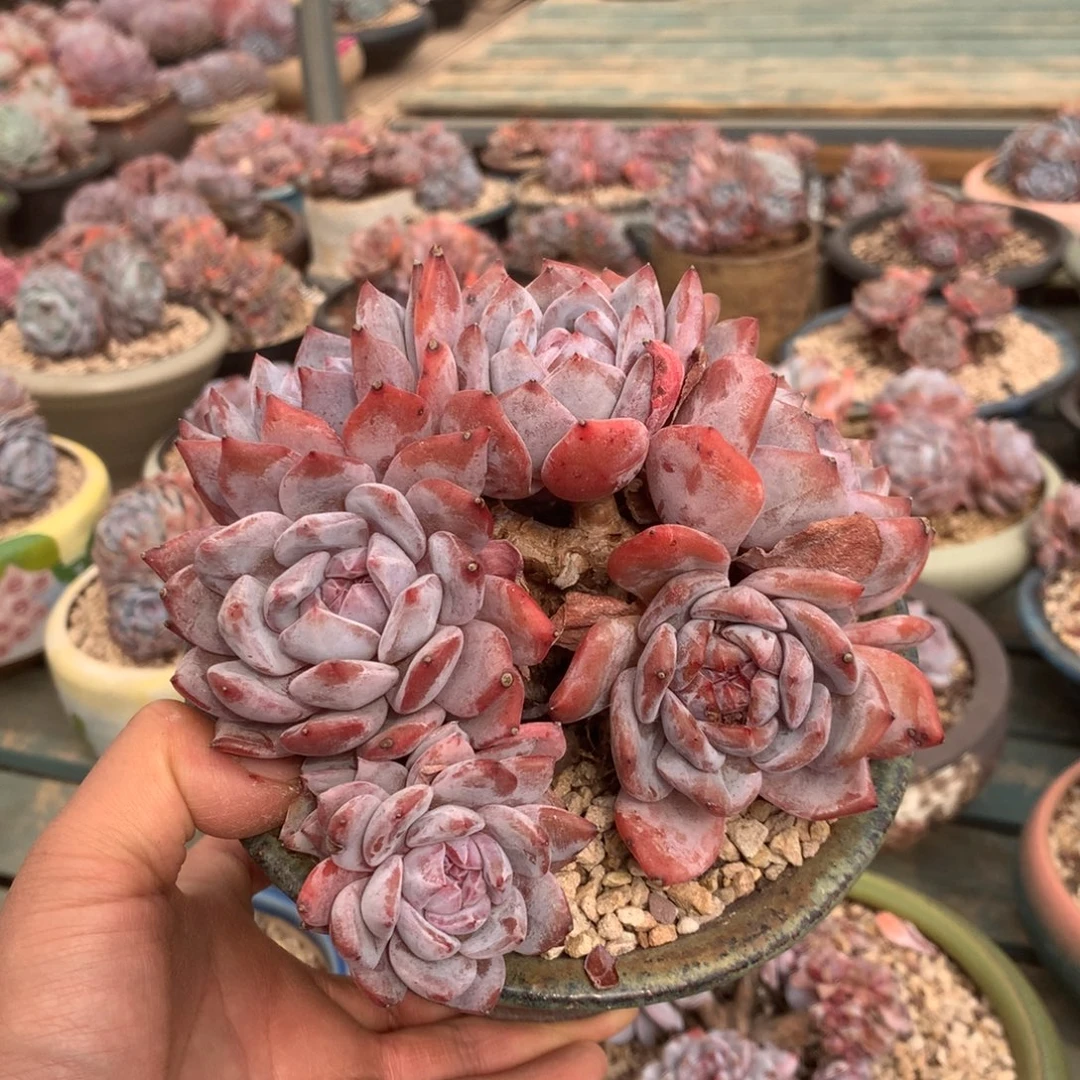 无花朵哈哈哈哈哈哈哈哈哈40