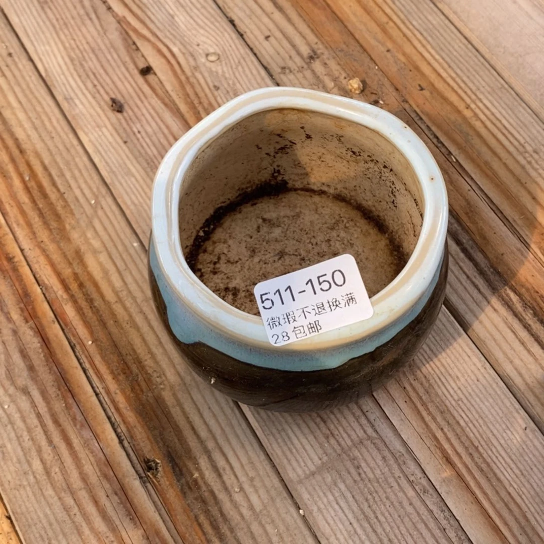 青*150号多肉盆一个呀