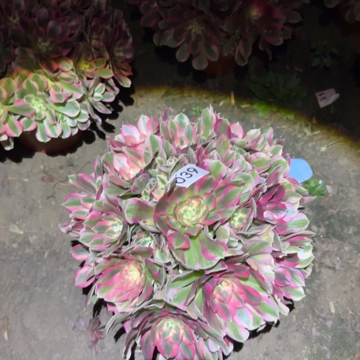 粉女郎法师多肉039号法师多肉