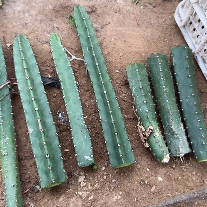 默***语袖蒲长4个。两个一坨二