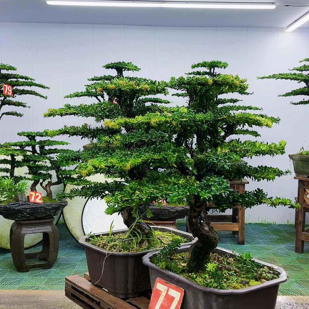 完全开放罗汉松盆景艺术