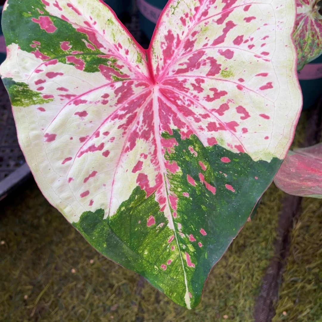 无花朵大漂亮阿松凯019