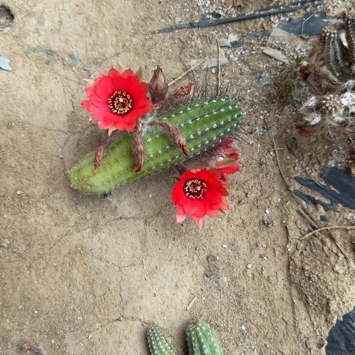 白檀仙人掌416侧芽一个