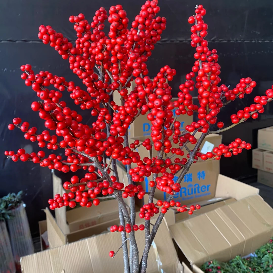 冬青，基地直发，全场任意拍2单顺丰包邮