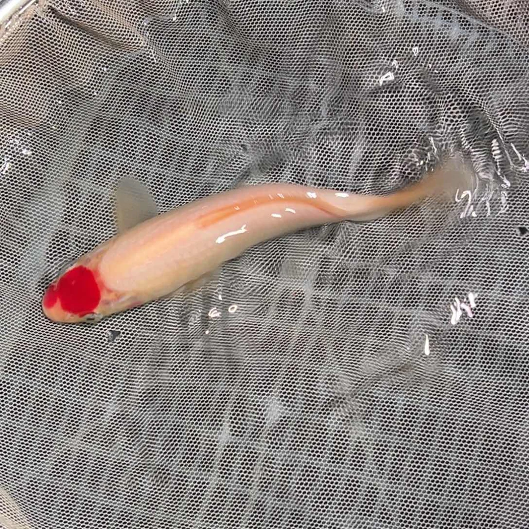 锦鲤锦鲤观赏鱼1111