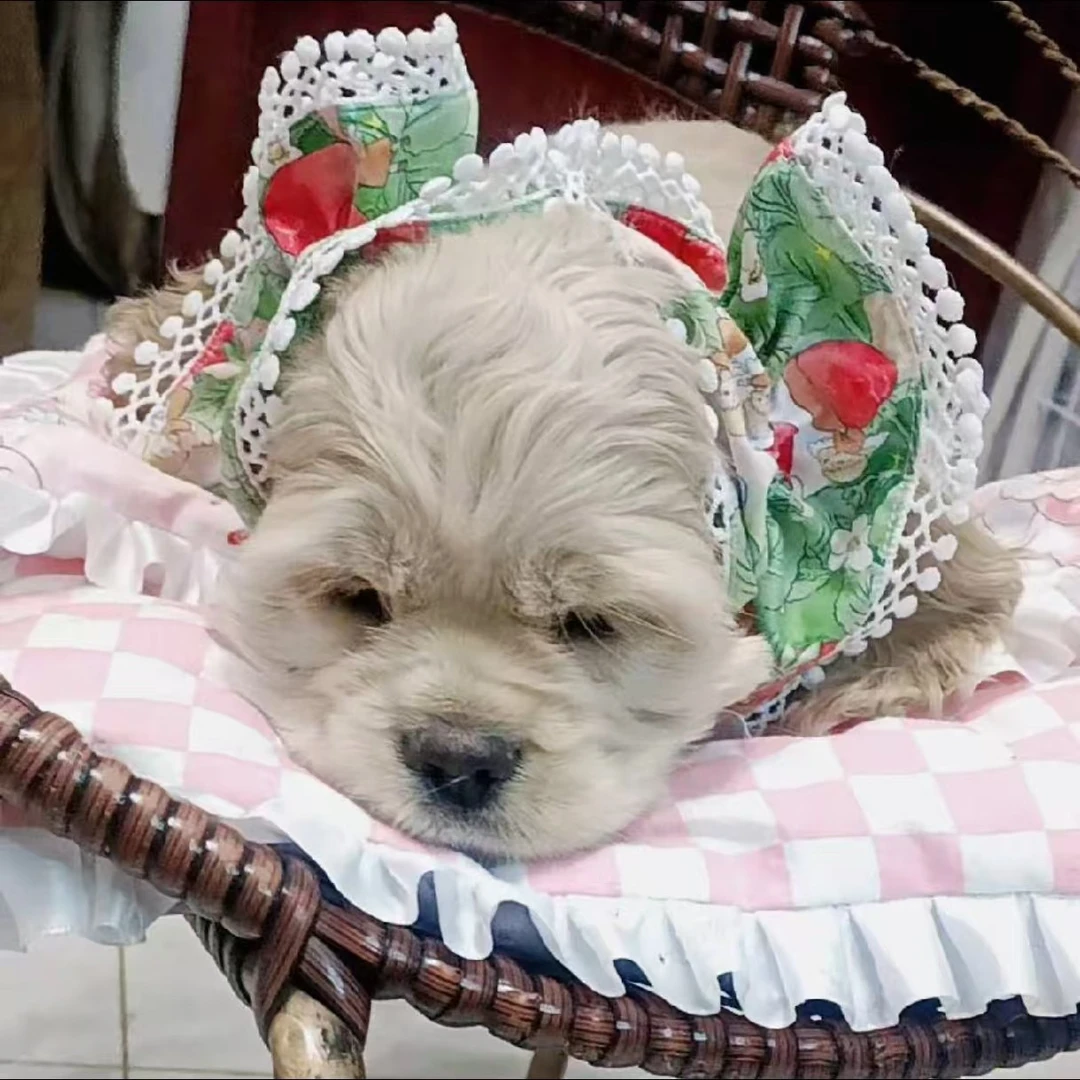 宁宁家美卡犬活体犬（萌宠中型犬）