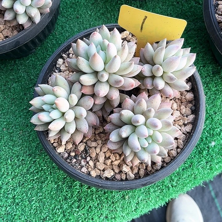 所罗门1号码牌子的话题