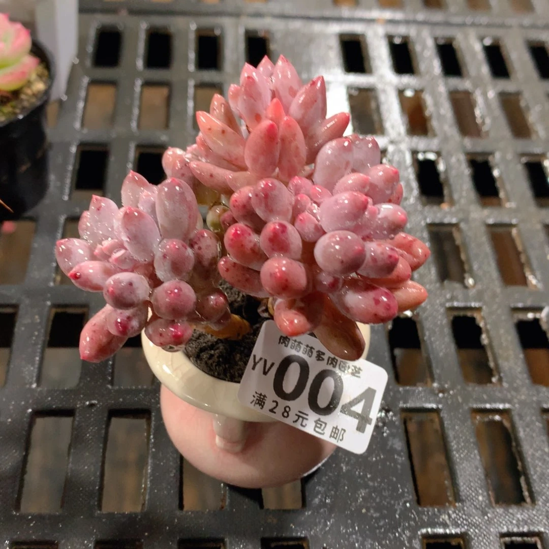 肉萌萌拇指盆精控多肉YV004
