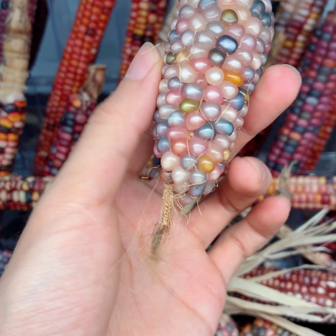 用***1白玉菩提吊坠文玩精品文玩精品