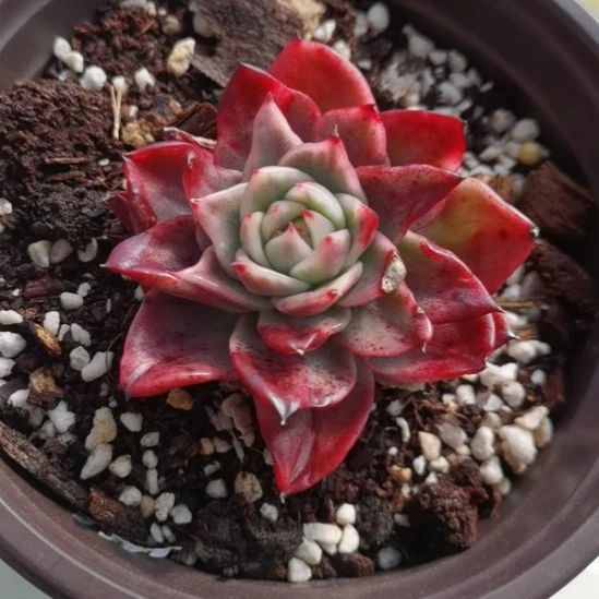 宽乌白覆轮锦单头带根