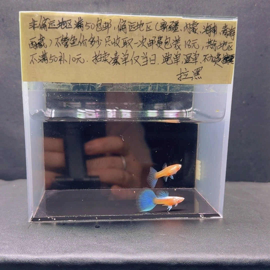 孔雀鱼蓝白欧翼飞船一对