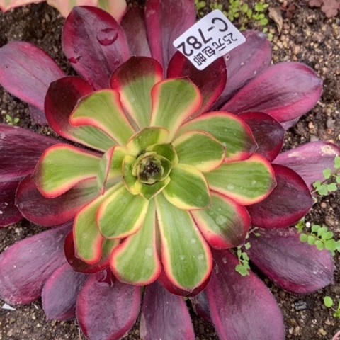 782五毒白锦满25包邮多肉