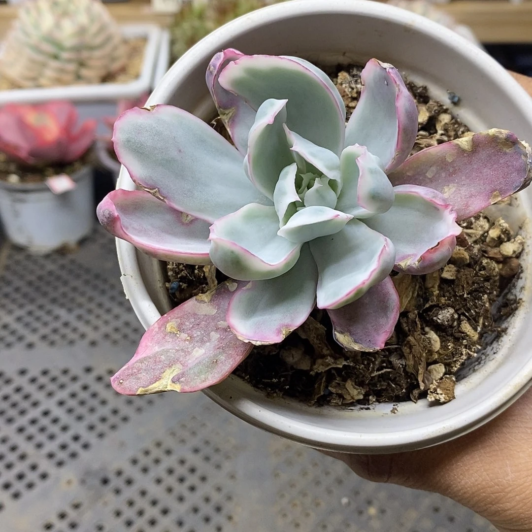 3048 老桩伯克利锦 需延时发货