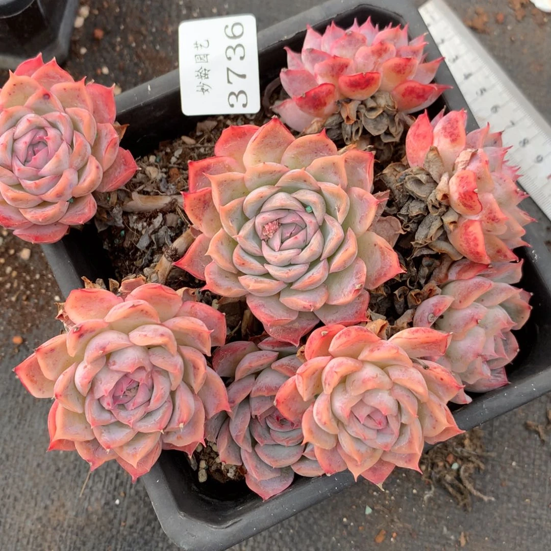 3736不包整散掉头不售后