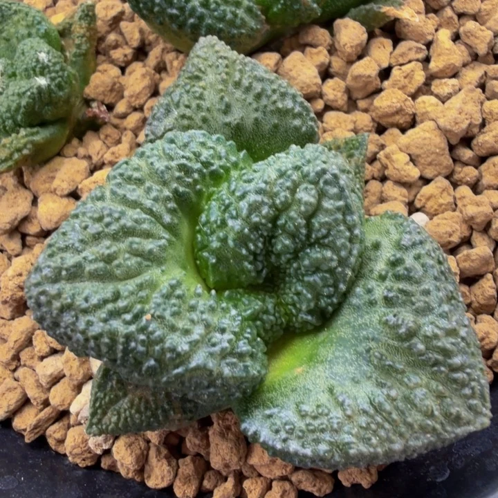 大肥唇厚叶哥斯拉