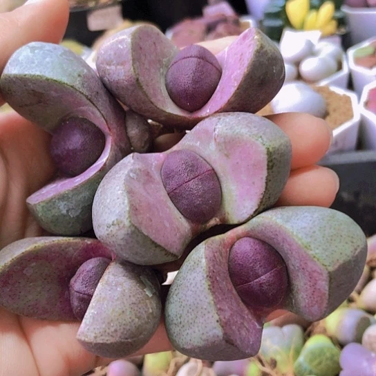 无花朵0969，4.5厘米左右5颗