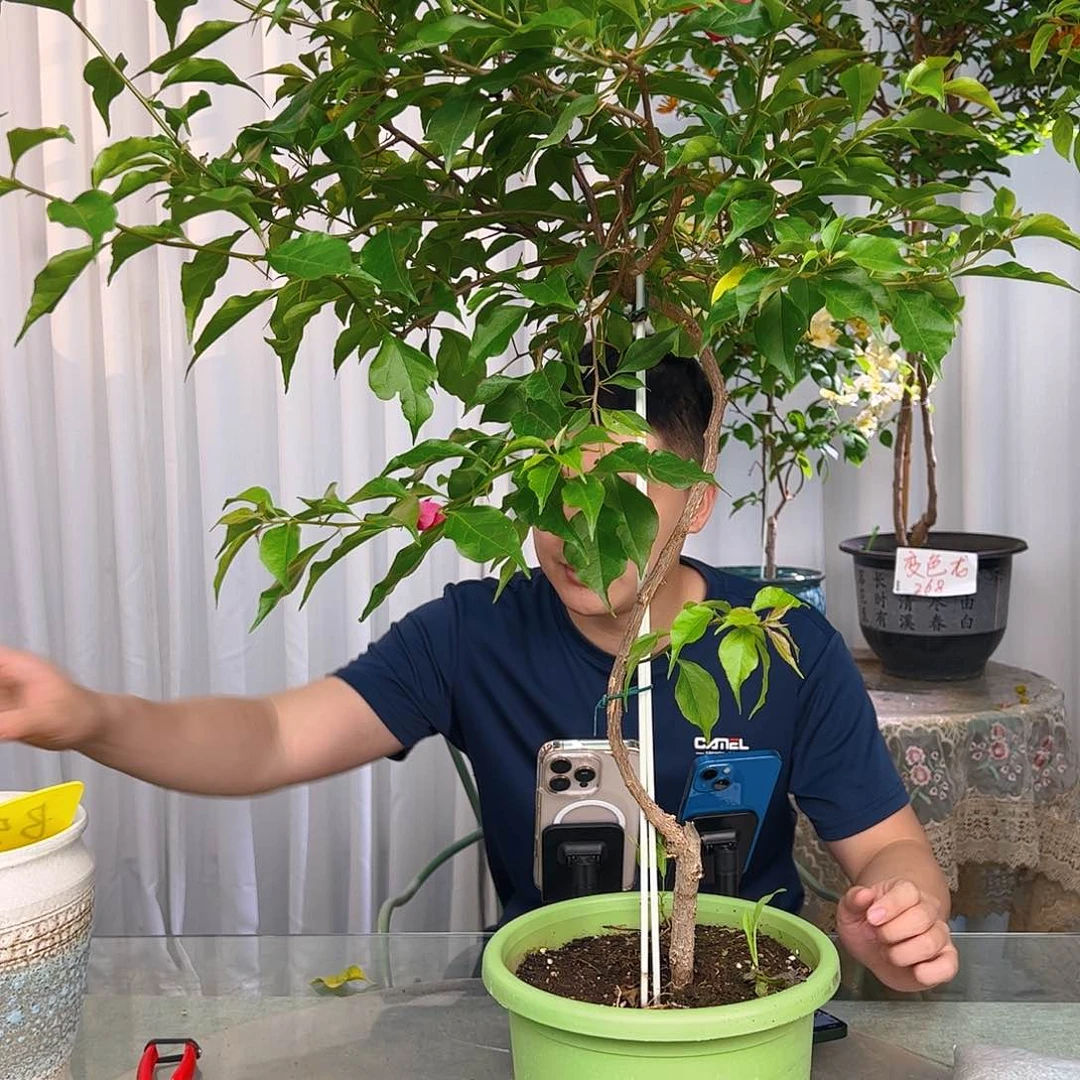 当前无花栽培后可以开花花**夏紫红桑巴b 45