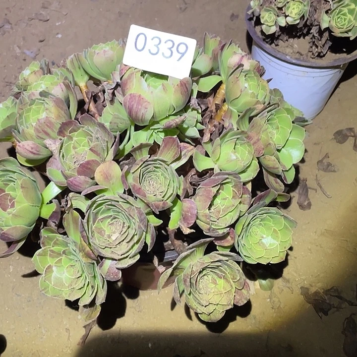 多肉植物法师339花月夜