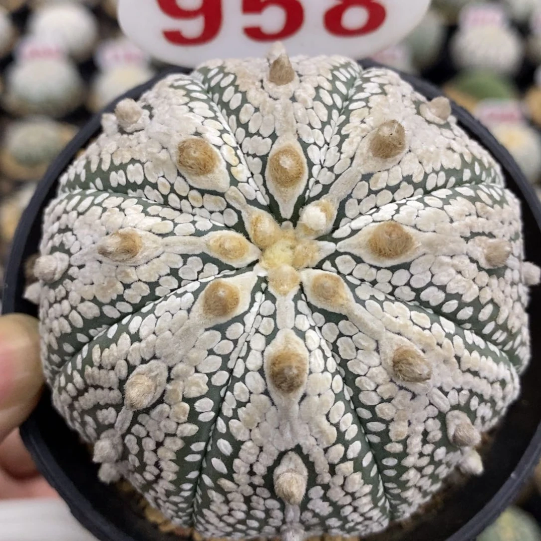 958大天眼古田贝奇迹兜