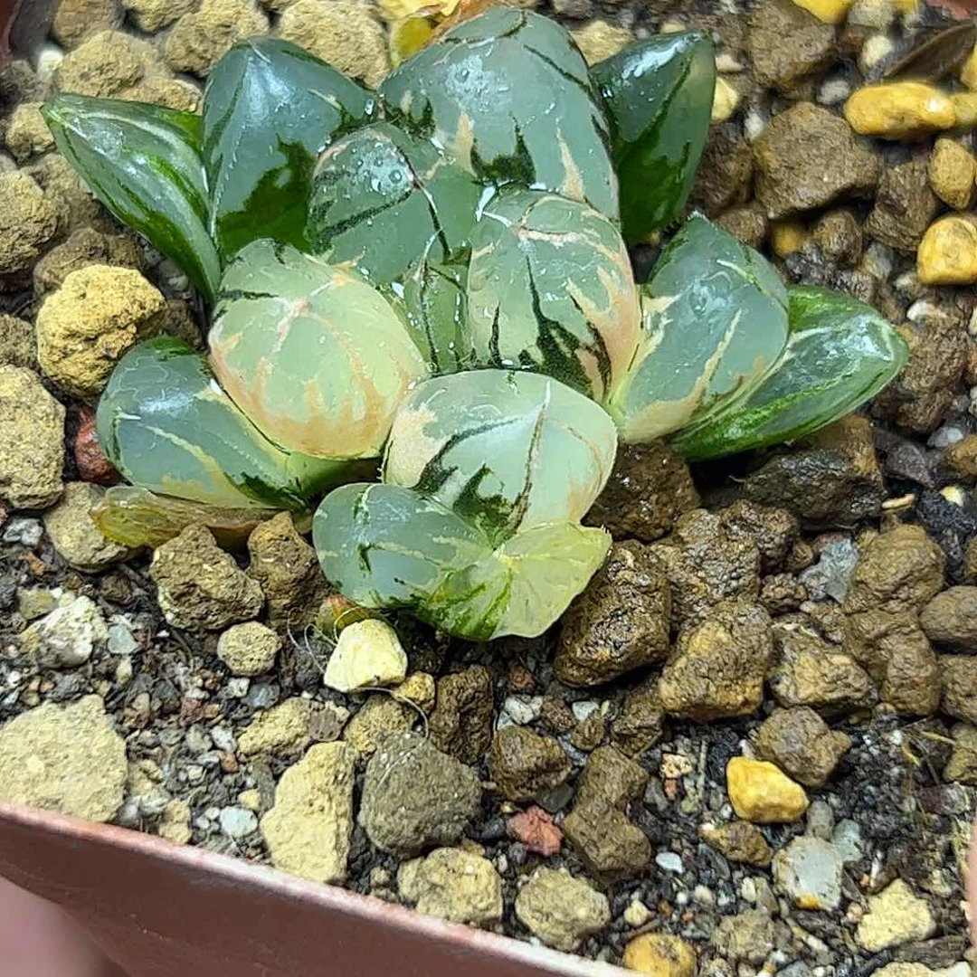 水晶锦十二卷多肉植物