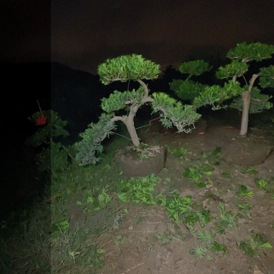 完全开放小叶罗汉松，五针松