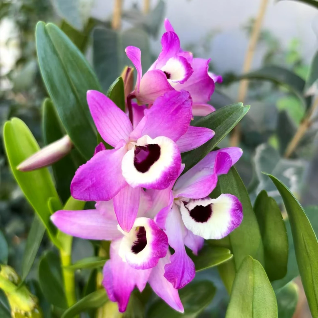 蒙娜丽莎 春石斛精致粉紫好养花期长室内阳台云南鲜花绿植