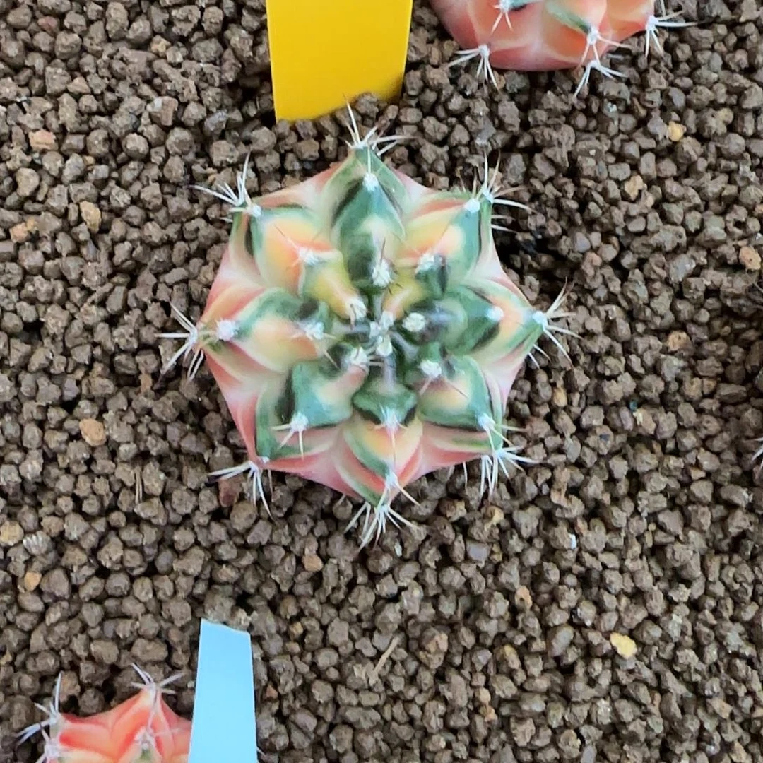 L582-1225泰国发货 太阳后裔