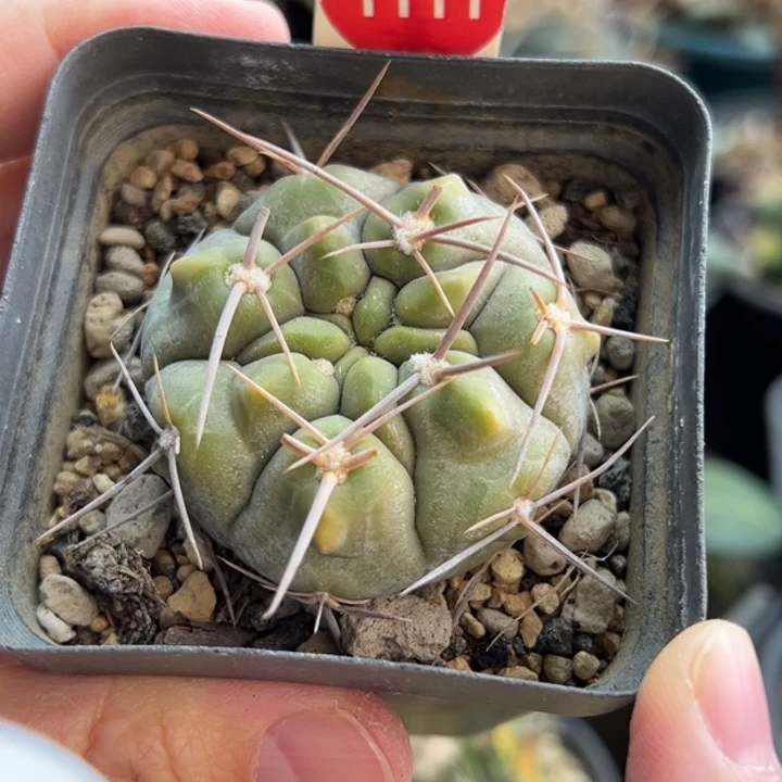 实生上蜡黄体铅皮有断刺