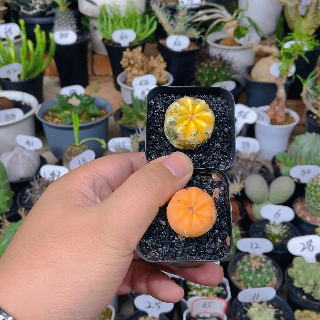 兜锦两个一物一拍