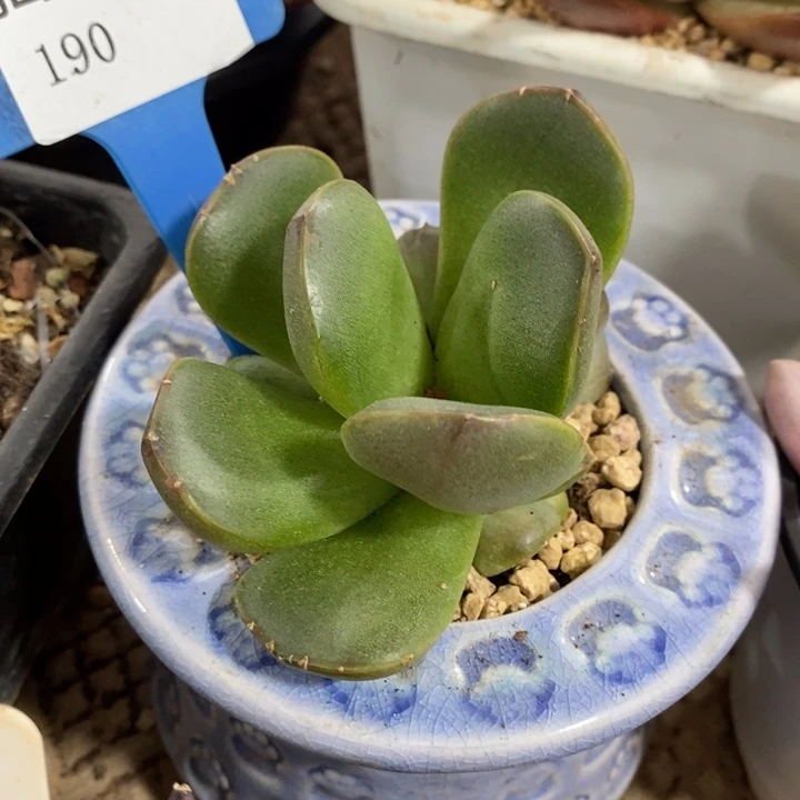 D190- 直播福利 皮爱拉珍妮